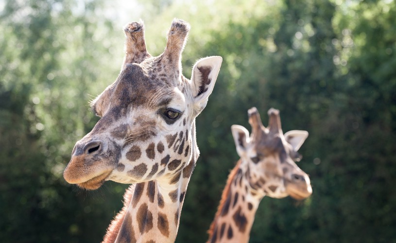 Giraffes at Longleat